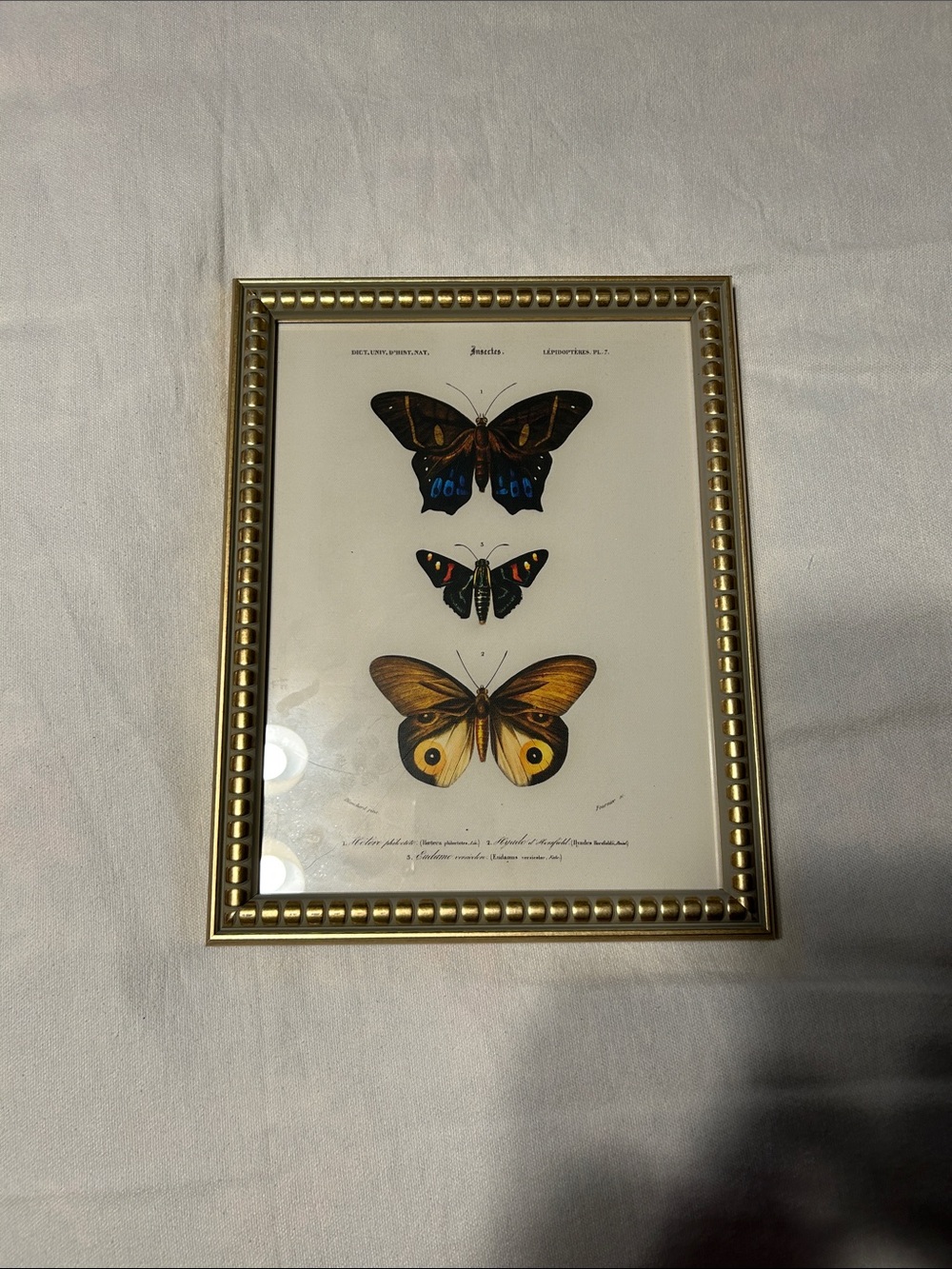 Gold Framed Butterfly Wall Art - Botanical Print